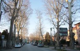 In viale Regina Margherita arrivano i platani Ogm