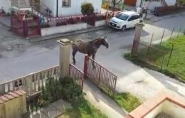 Due cavalli scappano dalla stalla <br/> e scorrazzano impazziti per Corbola