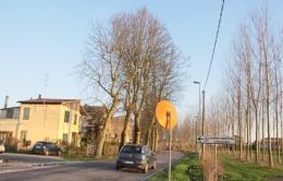 Buso, platani graziati <br/> Saccardin ferma "i boscaioli"