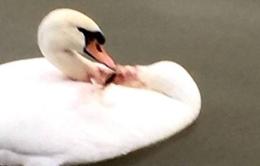 Un cigno scomparso, un altro è ferito <br/> dopo la gara nel Canalbianco 
