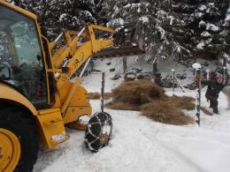 Cervi isolati dalla neve in Cansiglio <br/> gli operatori portano loro il fieno