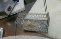 Trappole per topi sul bancone <br/> la polizia chiude un bar a Occhiobello