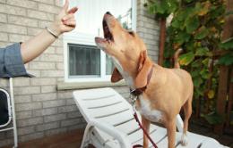 Il cane gioca e abbaia, pensionato infastidito spara