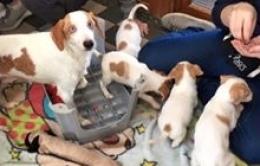 Multa da 500 euro: teneva due cagnolini in mezzo a sporco e ruggine