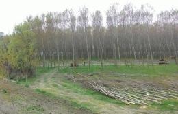 "I lavori spaventano gli aironi" <br/> spostati dal Corpo forestale
