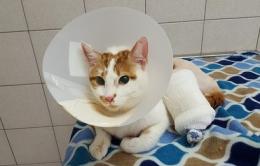 Il primo gatto bionico d'Italia <br/> adottato dall'Oipa di Rovigo