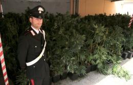 Maxi piantagione di marijuana: arresti e denunce