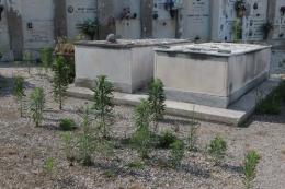 Cimiteri, erbacce tolte a mano