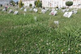 Assedio "verde" al caro estinto: cimitero in preda all'erba alta
