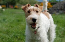 Emessa ordinanza per i proprietari di cani