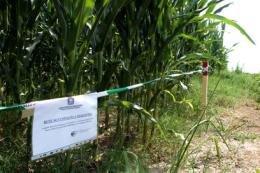Campo di mais Ogm, Crivellari (Pd) porta il caso a Roma