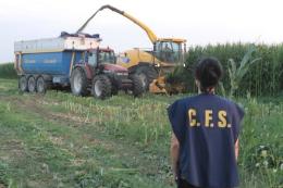 Campo di mais transegnico, tutto distrutto per ordine della Forestale