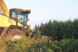 Mais ogm, rischio di contaminazione per i campi vicini