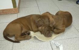 Con due cuccioli nel tir senza permesso, multato ucraino