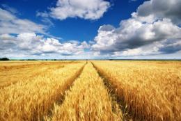 Crisi dei Cereali: Preoccupazione per gli agricoltori di Rovigo