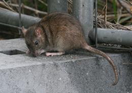 Ratti in centro: è allarme