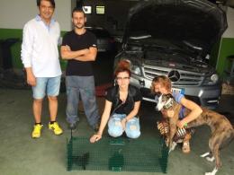 Micio incastrato nell'auto del sindaco Pigaiani