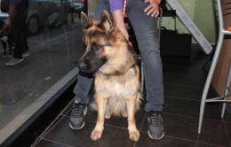 Nasce la Lega difesa animali e punta ad avere un’Area cani