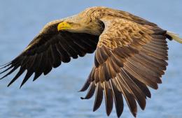 Una maestosa aquila di mare passerà l'inverno nel Delta del Po