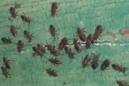 Sono tante e sono ovunque: le cimici asiatiche sono peggio delle cavallette