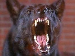 Anziano inseguito dai cani, tra i residenti di Ca' Tron esplode la rabbia