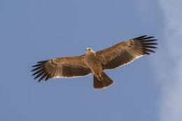 Una rarissima aquila imperiale avvistata nel Parco del Delta