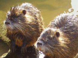 Nutrie in città, paura per le infezioni