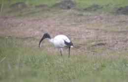Tre bellissimi esemplari di Ibis Sacro avvistati a Trecenta