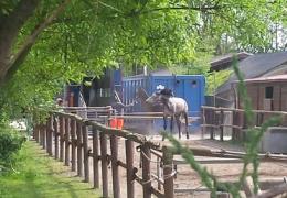 Cavalli, le fatture per vitto e alloggio pesano sulle casse del Comune