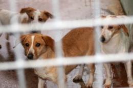19 cani in condizioni pietose, i padroni finiscono nei guai