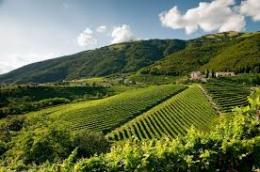Le colline del prosecco potrebbero diventare patrimonio dell'umanità