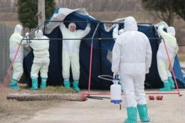 Aviaria a Porto Viro: 36mila polli abbattuti. E un nuovo caso sospetto