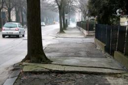 Via Tisi, il comune ferma le ruspe: i tigli (per ora) sono salvi