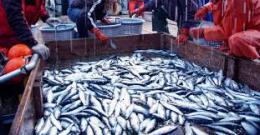 Pesca, in arrivo un finanziamento da 7,2 milioni di euro