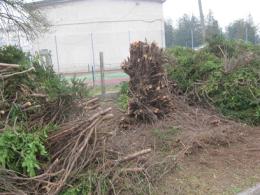 Alberi abbattuti, un'epigrafe ne annuncia lo sterminio