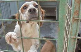 Quasi 500 cani salvati in un anno dai veterinari dell'Ulss