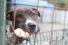 Ammazza a fucilate il proprio cane nel cortile del Consorzio di bonifica