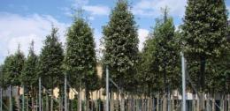 Abbattono un bosco di lecci pregiato, nei guai due imprenditori