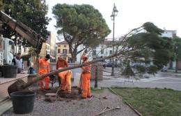 Quattro nuovi pini ripiantati in piazza XX Settembre