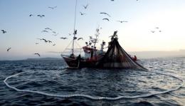 Pesca, mercoledì l'incontro a Venezia sui progetti di cooperazione costiera