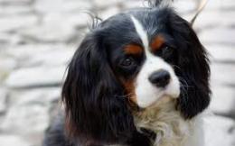 Cucciolo aggredito da un cane senza guinzaglio