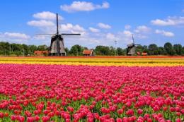 In Olanda al festival dei tulipani