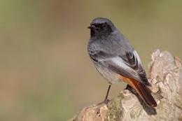 La natura è dietro l'angolo, incontri ravvicinati in città
