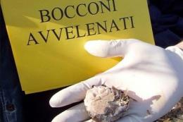 Bocconi avvelenati in pieno centro, cane muore tra atroci sofferenze