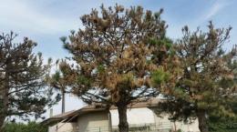 Processionaria sugli alberi di viale Tre Martiri