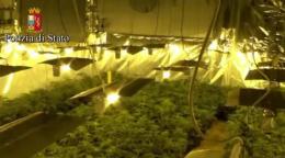 La lunga ombra del Dragone sulle coltivazioni di marijuana nel Delta