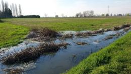 Arquà, campi allagati. Forse la colpa è del depuratore