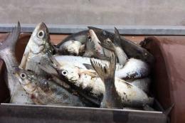 Pesca di frodo, il Polesine schiera in campo i vigilantes volontari