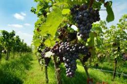 "Clima pazzo, ma da vini eccellenti"