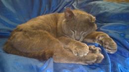 Riabbraccia il suo gattino dopo un anno e mezzo
